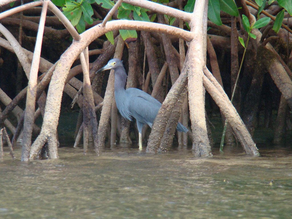 RANDO PASSION Offer La mangrove en kayak