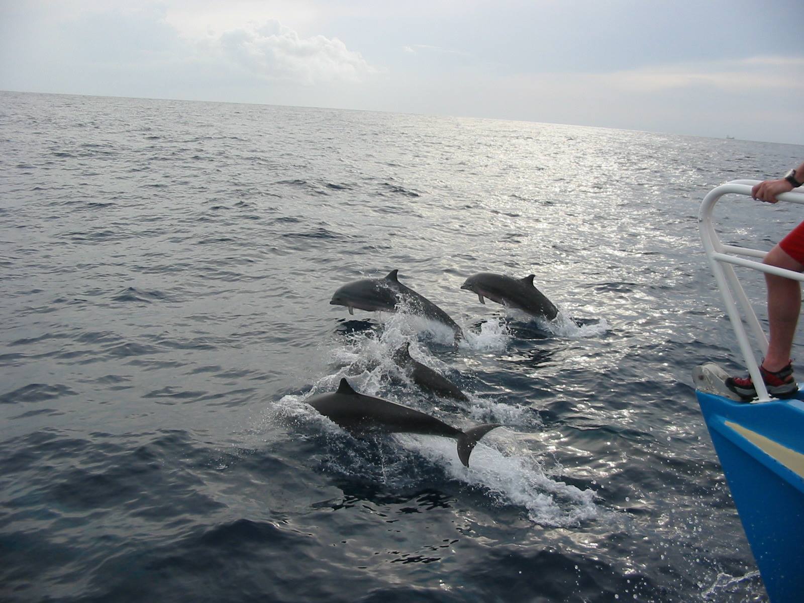 LES HEURES SAINES Offer Healthy Hours - Child and Adult Cetacean Cruise